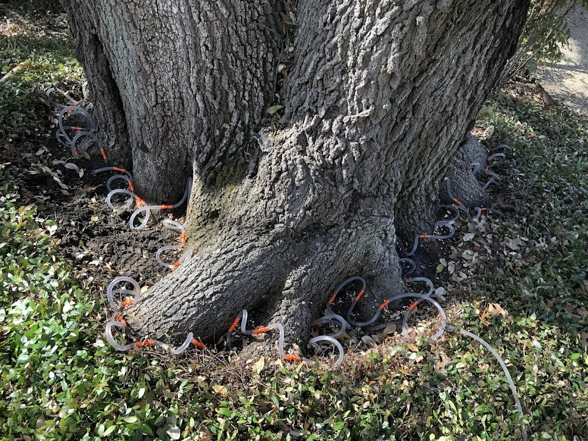 Detailed Tree Cabling and Bracing job site in Landisville